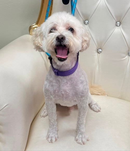 Photo of Maui, adoptable Maltese in Cliffwood, New Jersey