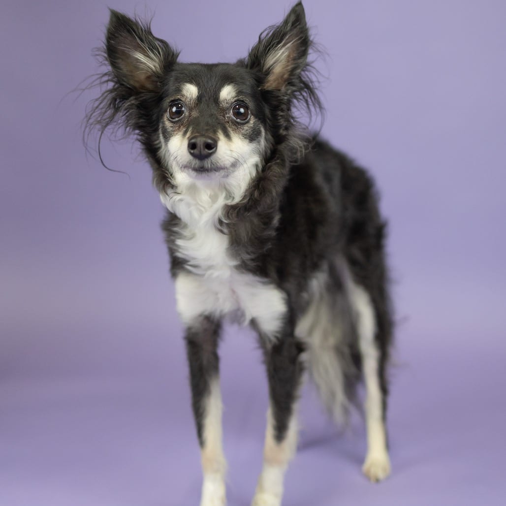 Photo of Moonshine, adoptable Chihuahua, Long Coat in Portland, Oregon