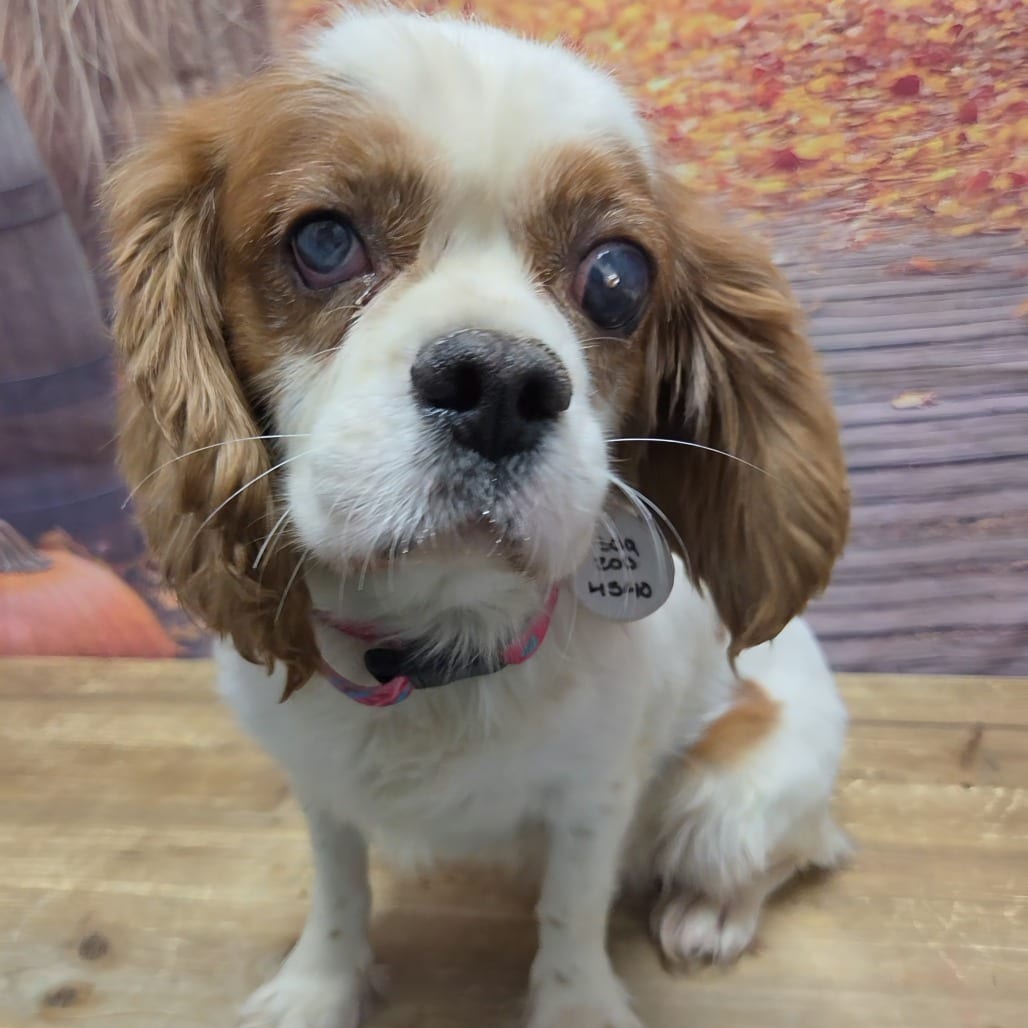 Photo of Ginny, adoptable Spaniel, Cocker in Normal, Illinois