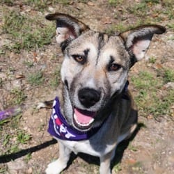 Photo of Sasha JuM, adoptable Shepherd (Unknown Type) Husky in Hartford, Connecticut