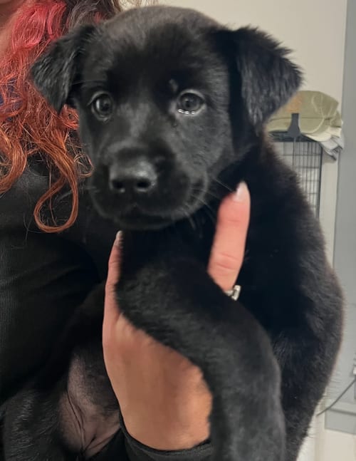 Photo of Jackie O, adoptable Labrador Retriever in Bellevue, Washington