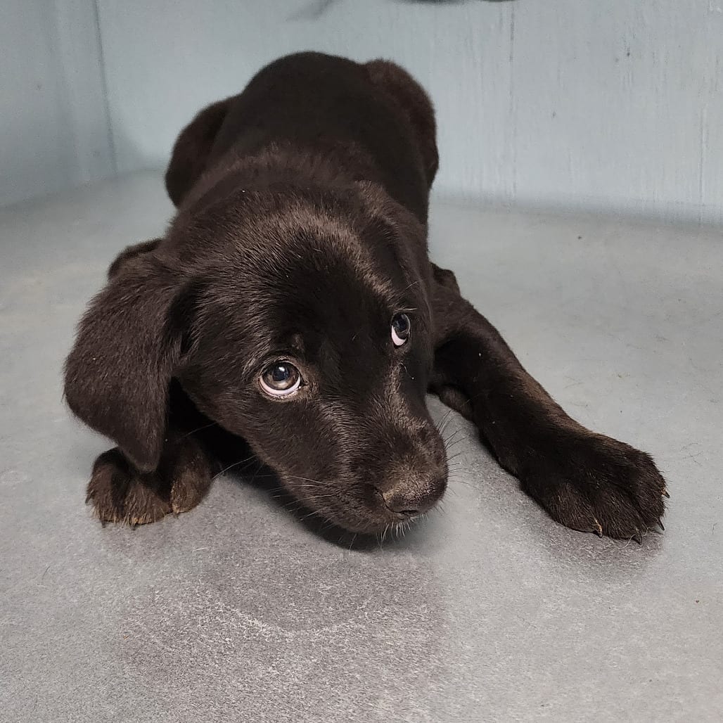 Photo of Scooter, adoptable Mixed Breed (Medium) in Colville, Washington