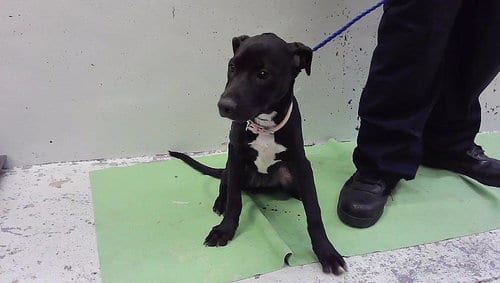 Photo of Magda, adoptable Labrador Retriever in Houston, Texas