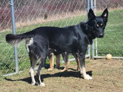 Photo of D122 Litter Luna, mom, adoptable German Shepherd Dog in Livonia, Michigan