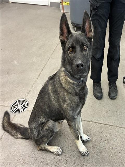 Photo of Dalton, adoptable German Shepherd Dog in Mesa, Arizona