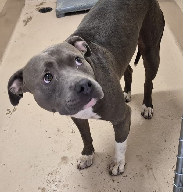 Photo of Mako, adoptable American Pit Bull cross in Lawrenceville, Georgia