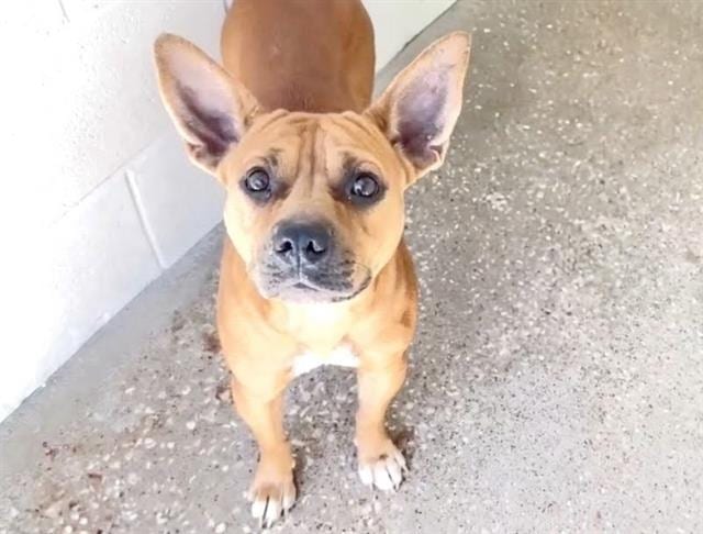 Photo of Cassidy, adoptable Chihuahua - Smooth Coated mix in Houston, Texas