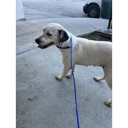 Photo of Marigold, adoptable Terrier (Unknown Type, Medium) in Doral, Florida