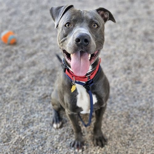 Photo of Dom, adoptable American Pit Bull Terrier in Mesa, Arizona