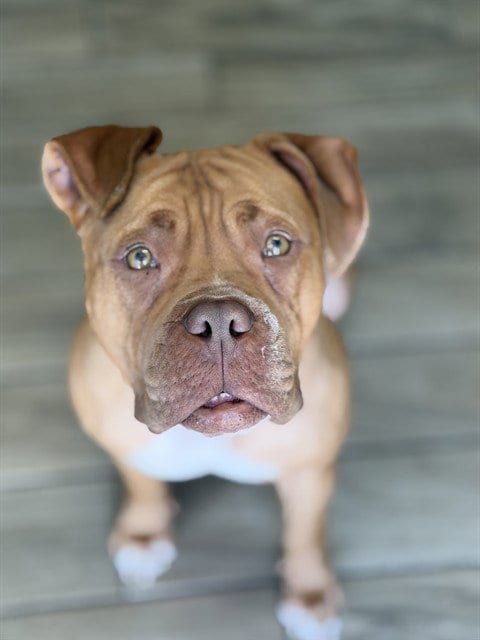 Photo of Sweets, adoptable Mastiff in Albuquerque, New Mexico