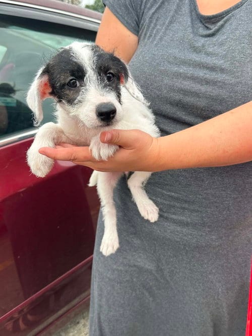 Photo of Venti, adoptable Poodle (Miniature) in Aurora, Indiana