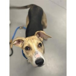 Photo of Jinx, adoptable Mixed Breed (Medium) in New Castle, Delaware