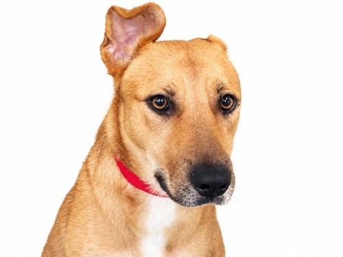 Photo of Frankie, adoptable German Shepherd Dog in Ft Lauderdale, Florida