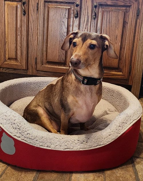 Photo of Rusty Wallace, adoptable Dachshund in St. Louis, Missouri