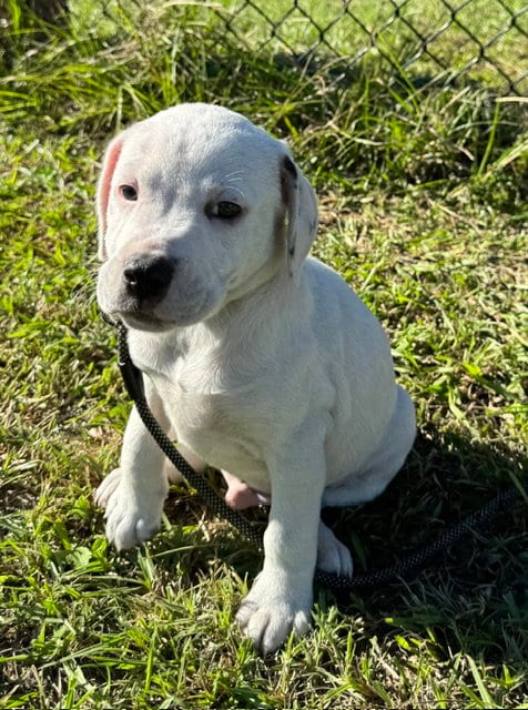 Photo of Davis, adoptable Bulldog in Tarrytown, Georgia