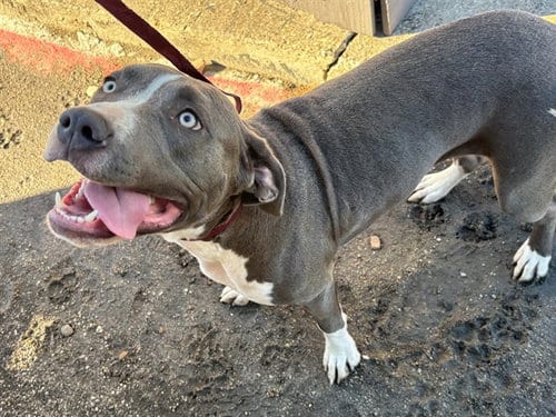 Photo of Bonnie, adoptable Pit Bull Terrier in Garland, Texas