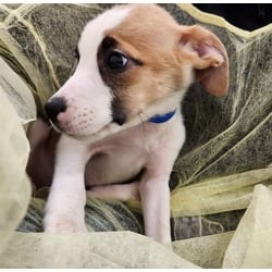 Photo of Bean, adoptable American Pit Bull Terrier in Pueblo, Colorado