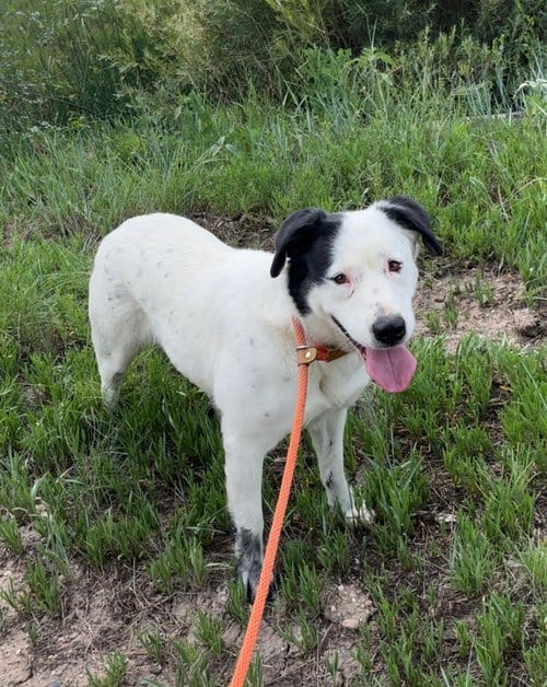 Photo of Myrtel, adoptable Pit Bull Terrier in Las Vegas, New Mexico