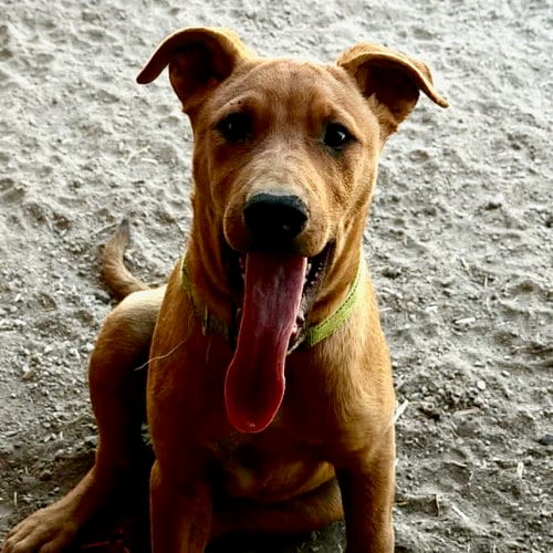 Photo of Debo, adoptable German Shepherd Dog in Yreka, California