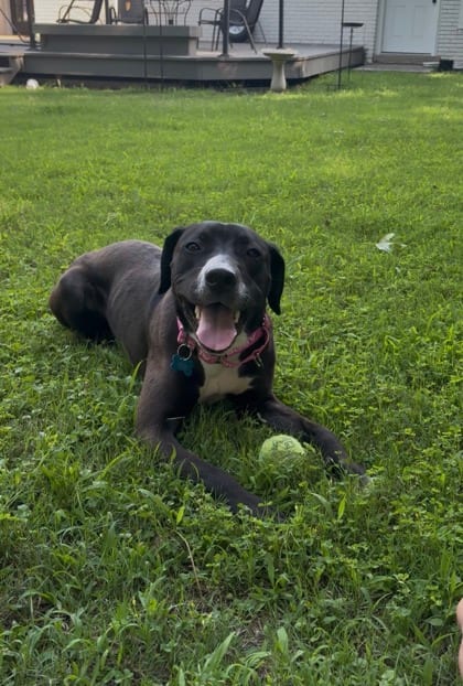 Photo of Vicki, adoptable dog in Chamblee, Georgia