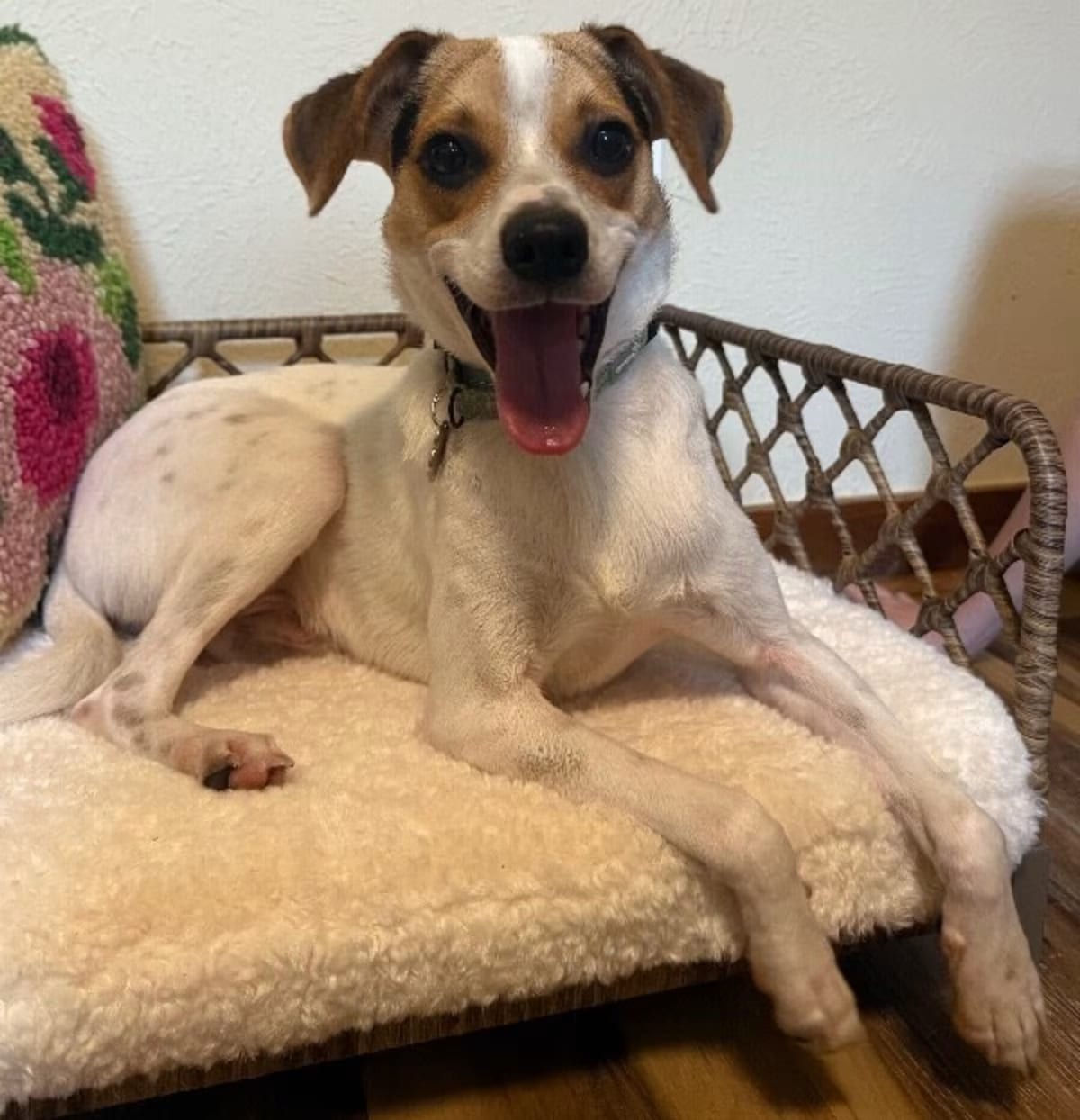 Photo of Jack the Jolliest Gentleman, adoptable Chihuahua in Hartford, Connecticut