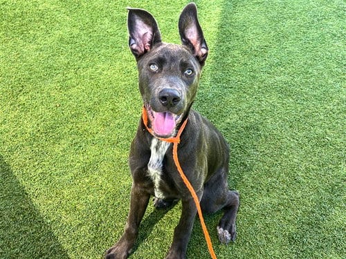 Photo of Abraxos, adoptable Weimaraner in Orange, California