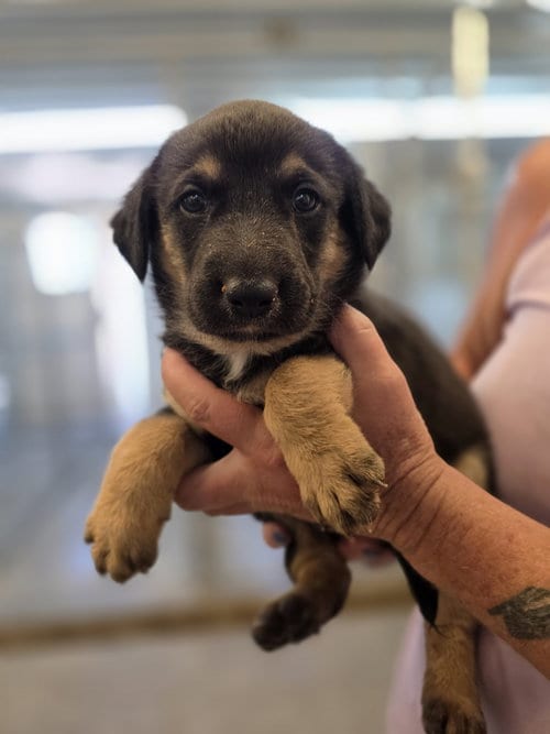 Photo of Manicotti, adoptable German Shepherd Dog in Monte Vista, Colorado