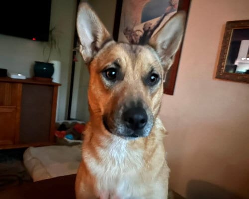 Photo of Aeris, adoptable Unknown breed (short coat) in Fort Collins, Colorado