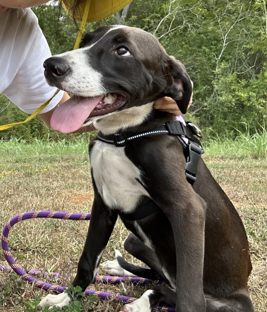 Photo of Judge Judy, adoptable Pointer in Nacogdoches, Texas
