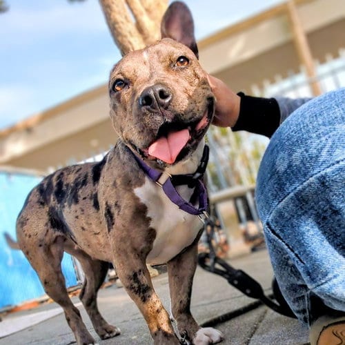 Photo of Fontana, adoptable Unknown breed in Oakland, California