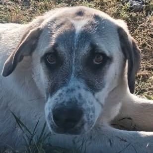Photo of Maru, adoptable Mixed Breed (Large) in Bend, Oregon