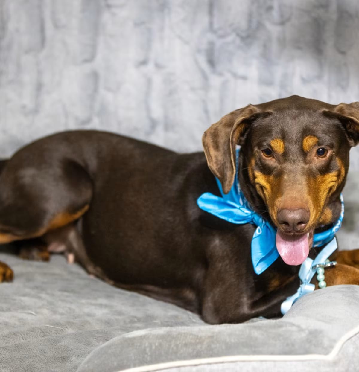 Photo of Lizzy, adoptable Doberman Pinscher in Willowbrook, Illinois