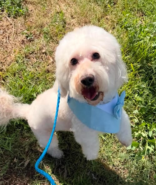 Photo of Bonbon in TX, adoptable Maltese in Cranston, Rhode Island