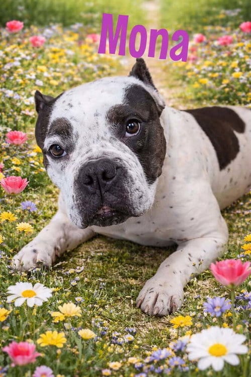 Photo of Mona, adoptable American Pit Bull Terrier in Caldwell, New Jersey