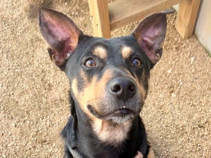 Photo of Jared, adoptable dog in Georgetown, Texas