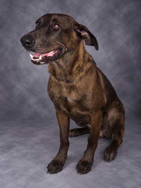 Photo of Calvin, adoptable Labrador Retriever in Winter Haven, Florida