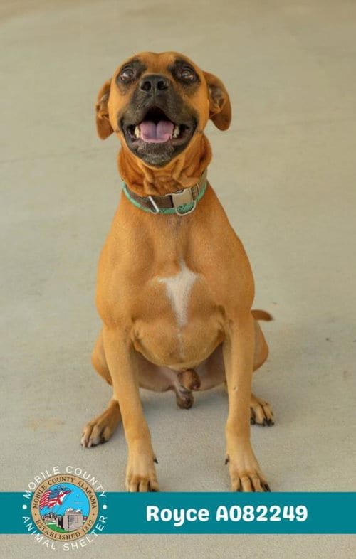 Photo of Royce, adoptable Labrador Retriever in Mobile, Alabama