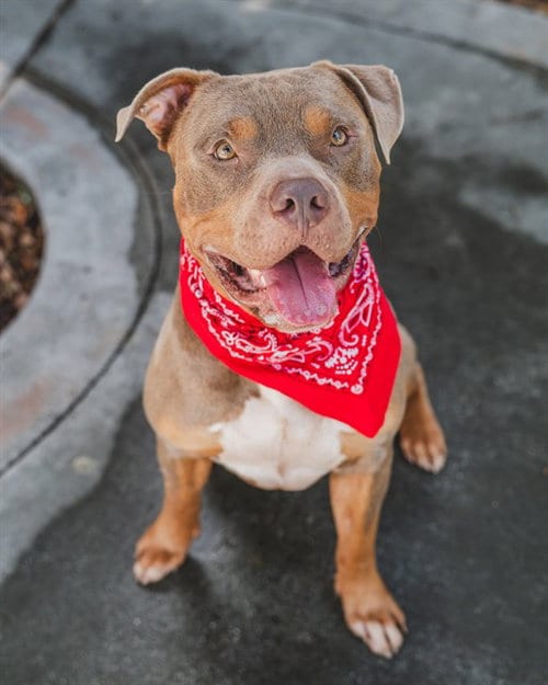 Photo of Max, adoptable American Bulldog in Miami, Florida