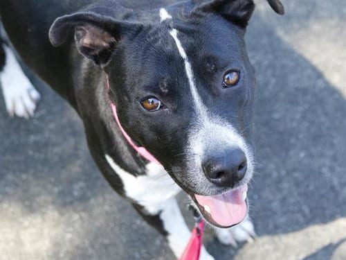 Photo of Dahlia, adoptable American Pit Bull Terrier in Tallahassee, Florida