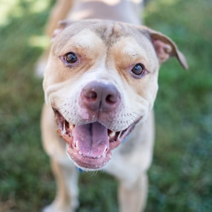 Photo of Fleetwood - IN FOSTER, adoptable dog in Chamblee, Georgia