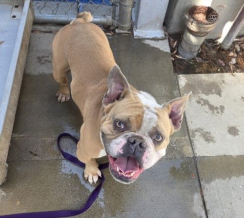 Photo of Nas, adoptable English Bulldog in Los Angeles, California
