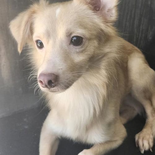 Photo of Stitch, adoptable Chihuahua in San Antonio, Texas