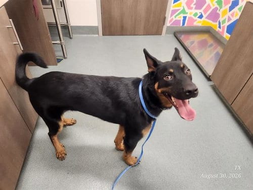 Photo of Harley, adoptable German Shepherd Dog in Baytown, Texas