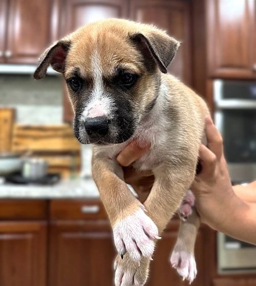 Photo of A737240, adoptable Pit Bull Terrier in Sacramento, California