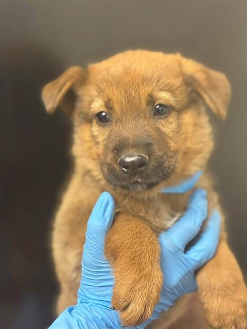 Photo of Cap'n Crunch, adoptable German Shepherd Dog in Visalia, California