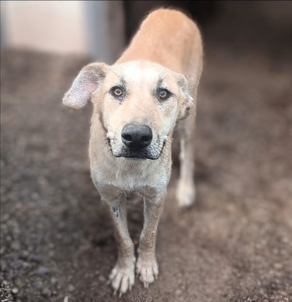 Photo of Bubbie, adoptable Anatolian Shepherd/Shepherd (Unknown Type) in Portland, Oregon