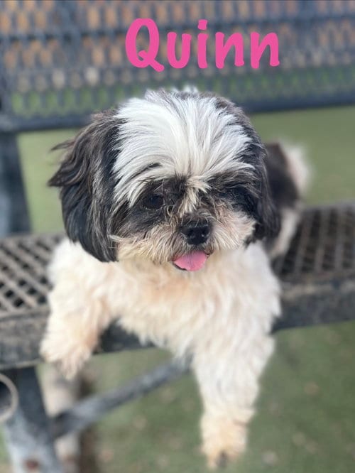 Photo of Quinn, adoptable Shih Tzu in Pipe Creek, Texas