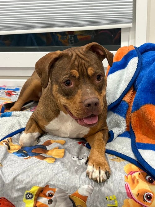 Photo of Ruby (fka Sarah), adoptable American Staffordshire Terrier in Brewster, New York
