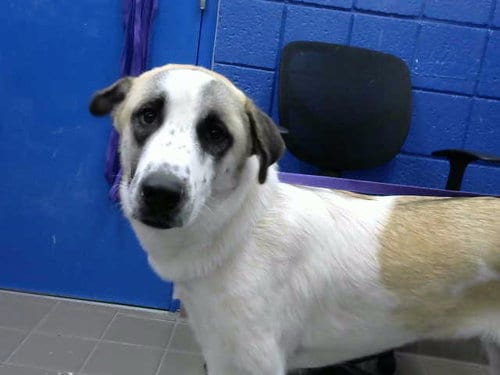 Photo of Toto, adoptable Anatolian Shepherd in Albuquerque, New Mexico