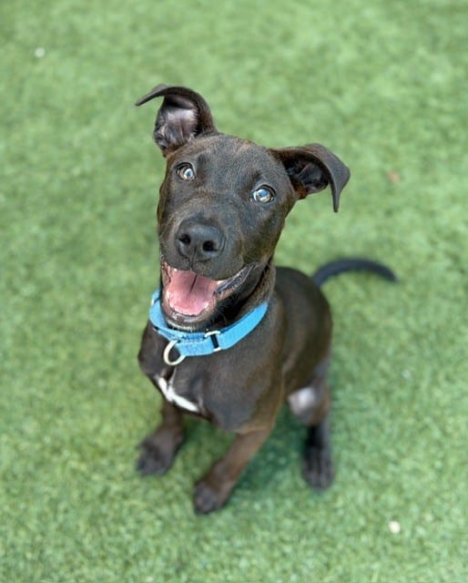 Photo of Cocoa, adoptable Mixed Breed